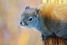 Grid squirrel man kay koon