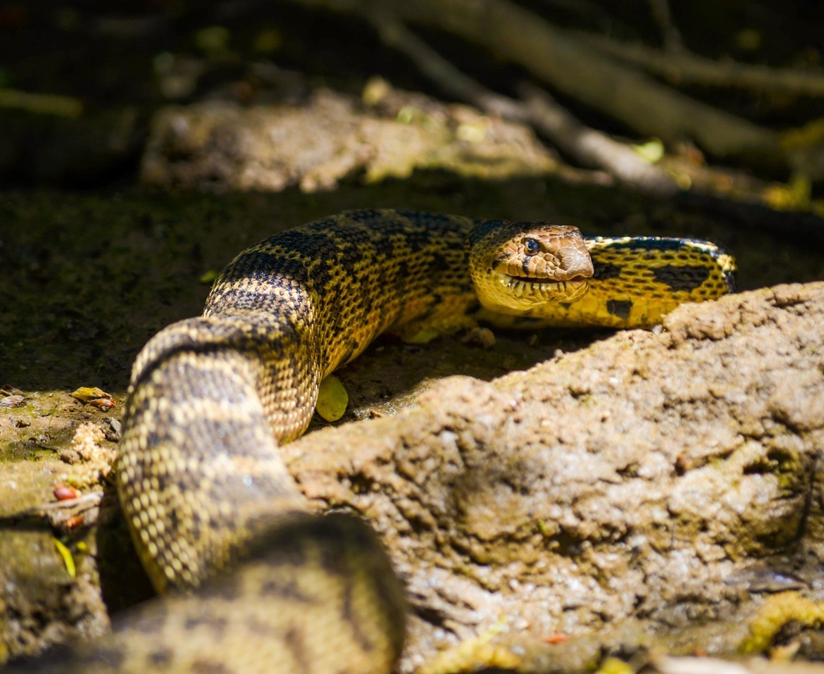 Gopher snake (Pituophis catenifer), Rancho San Rafael Regional Park, NV, United States of America