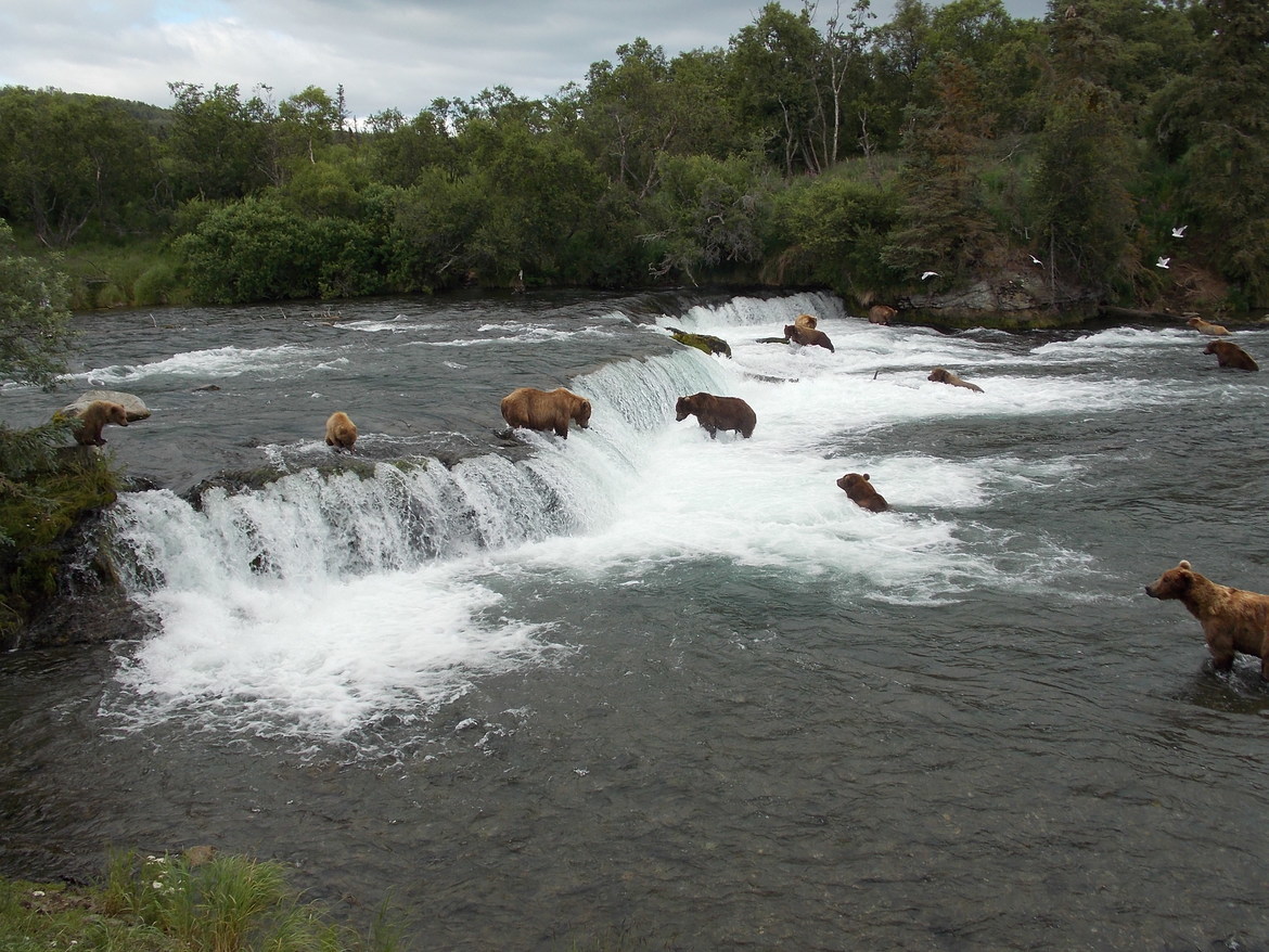 Brown Bear, Katmai National Park, United States of America