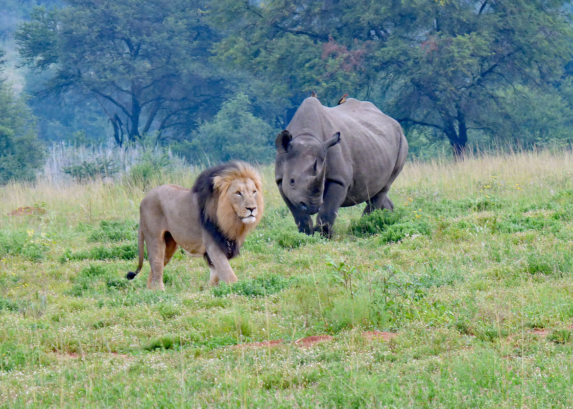 Lion/Black Rhinoceros, Entabeni Conservancy, South Africa