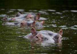 Grid hippos