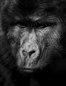 Grid silverback