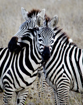 Grid zebras