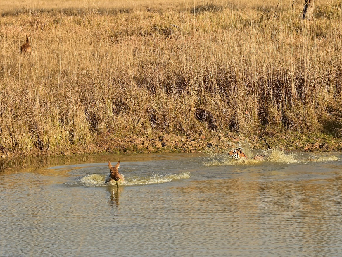 Tiger, Kanha tiger reserve, India