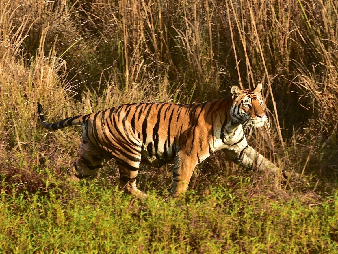 Tiger, Kanha tiger reserve, India