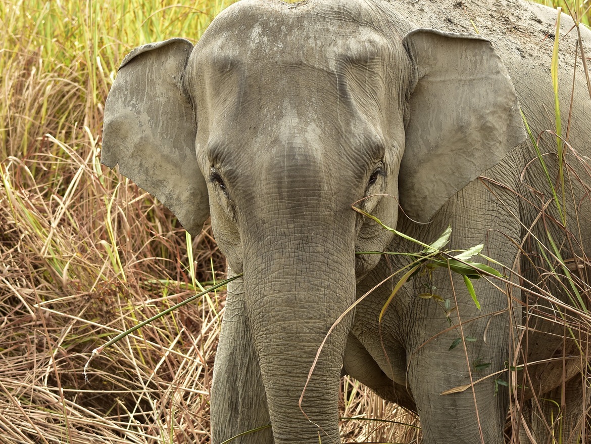 Asian elephant, Bandhavgarh Tiger Reserve, India