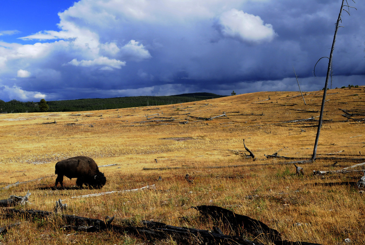 Bison, Yellowstone National Park, WY USA, United States of America