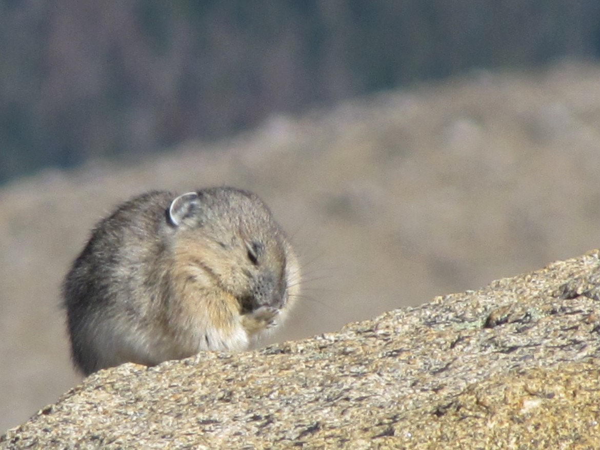 Pika, Rocky Mountain National Park, United States of America