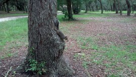 Grid squirrel at picnic grounds wildlife contest