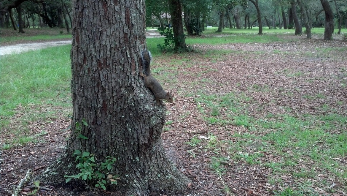 Squirrel, Eglin AFB, FL, United States of America