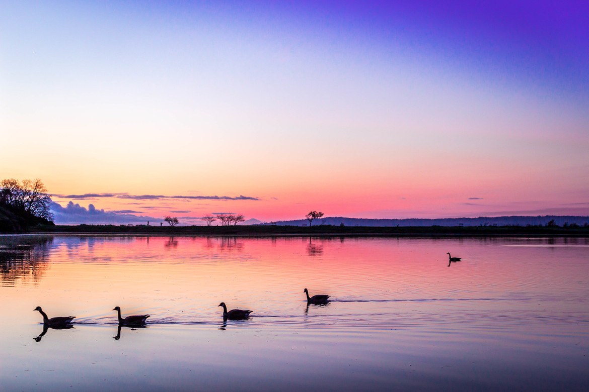Geese, Nanaimo, British Columbia, Canada