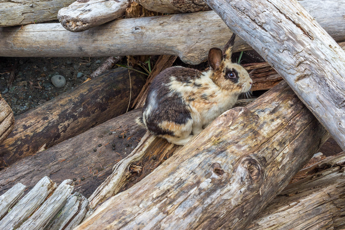 Wild rabbit, Miracle Beach, Vancouver Island, BC, Canada