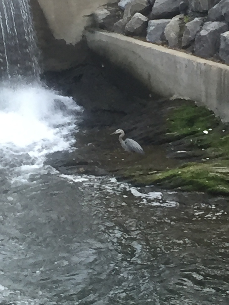 Great Blue Heron, Gatlinburg, TN, United States of America