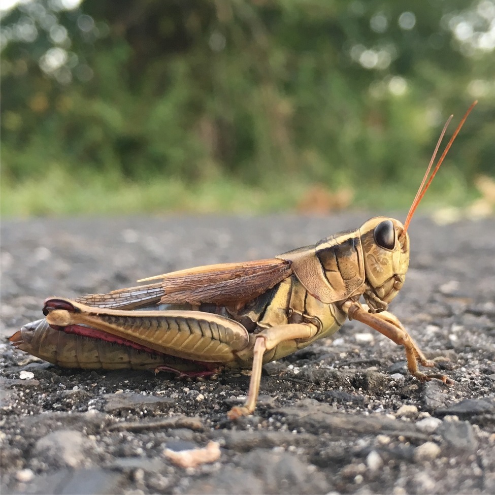 Grasshopper, South Jersey, United States of America