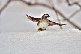 Grid white throated sparrow 2 17 2015  4 