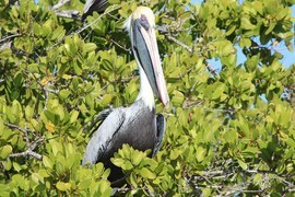 Grid brown pelican 12 7 2012  2 