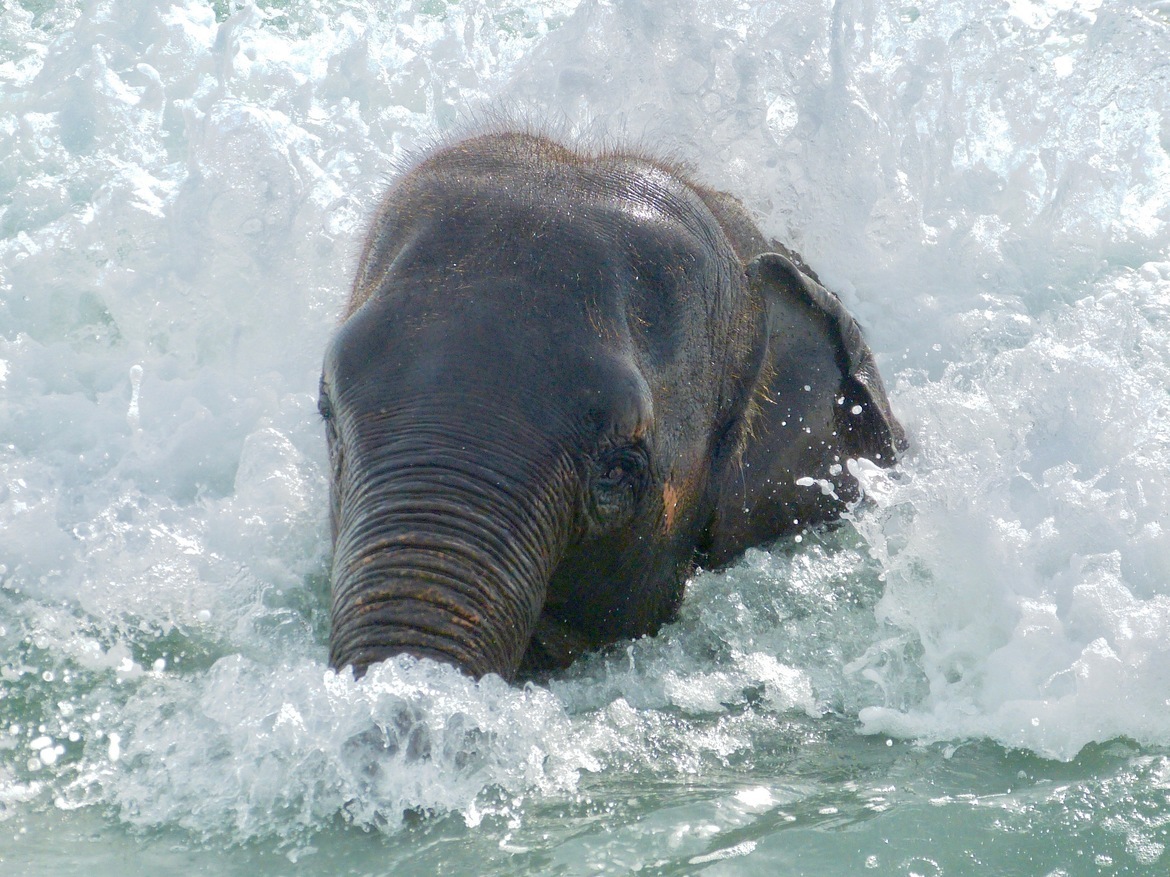 Elephant, Phuket Resort, Thailand