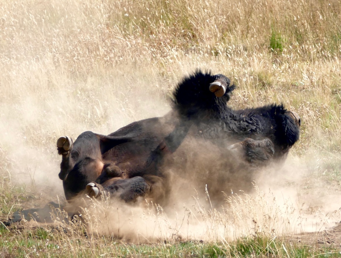 Bison, Yellowstone, United States of America