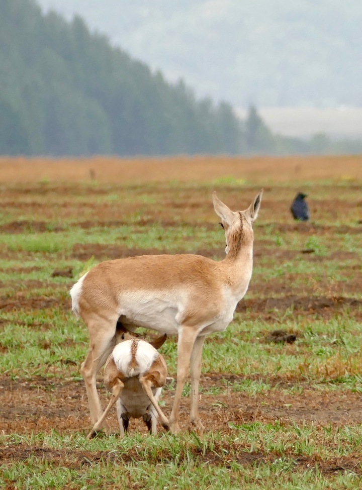 Unknown, Yellowstone, United States of America