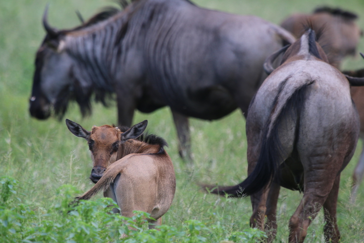 Wildebeast, Sabi sands reserve , South Africa