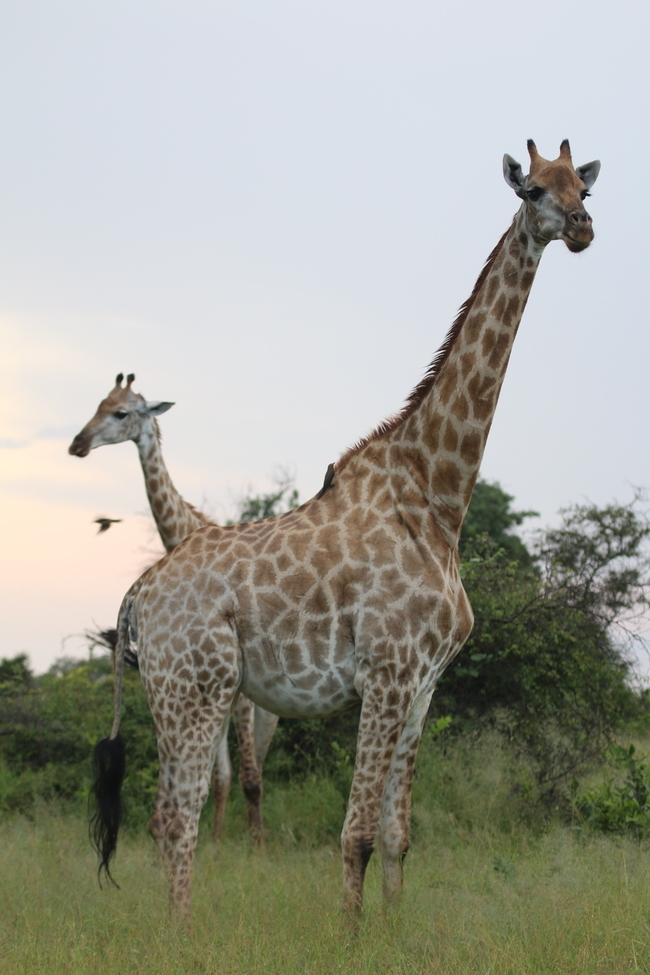 Giraffe, Sabi sands , South Africa