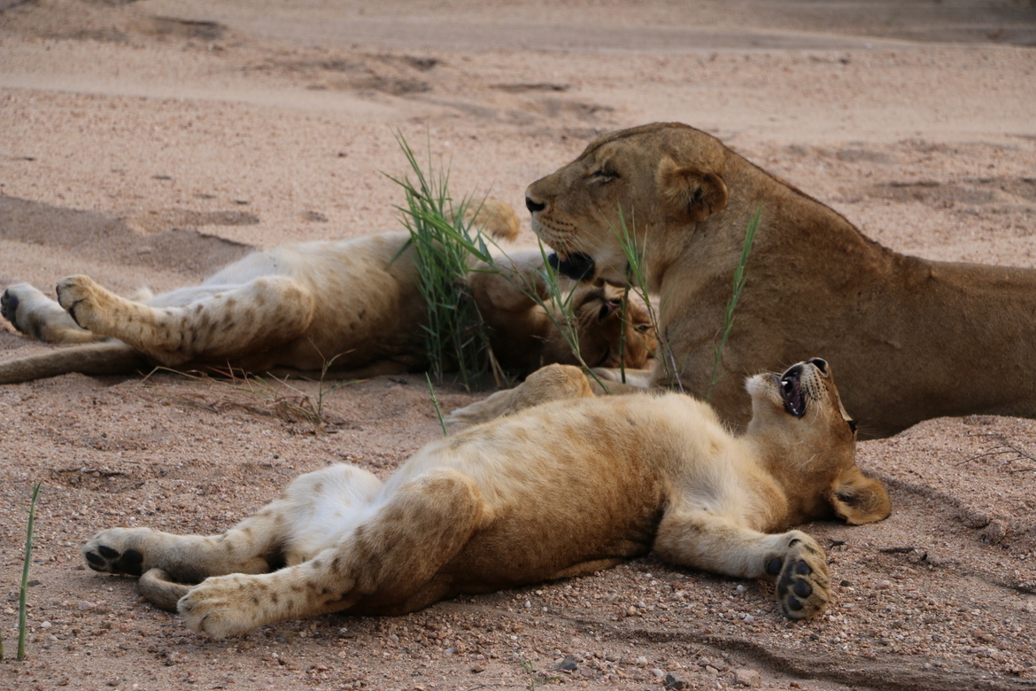 Lion, Sabi sands , South Africa