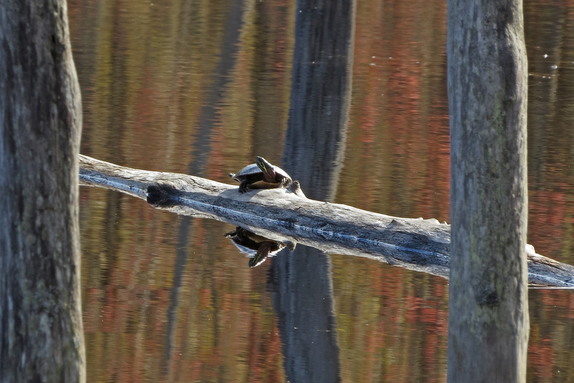 Painted Turtle, White Hill Wild Forest, United States of America
