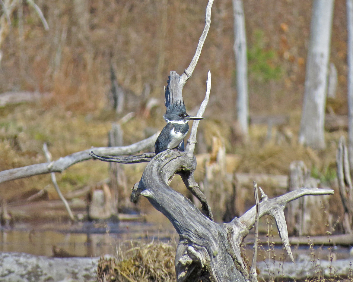 Belted Kingfisher, White Hill Wild Forest, United States of America