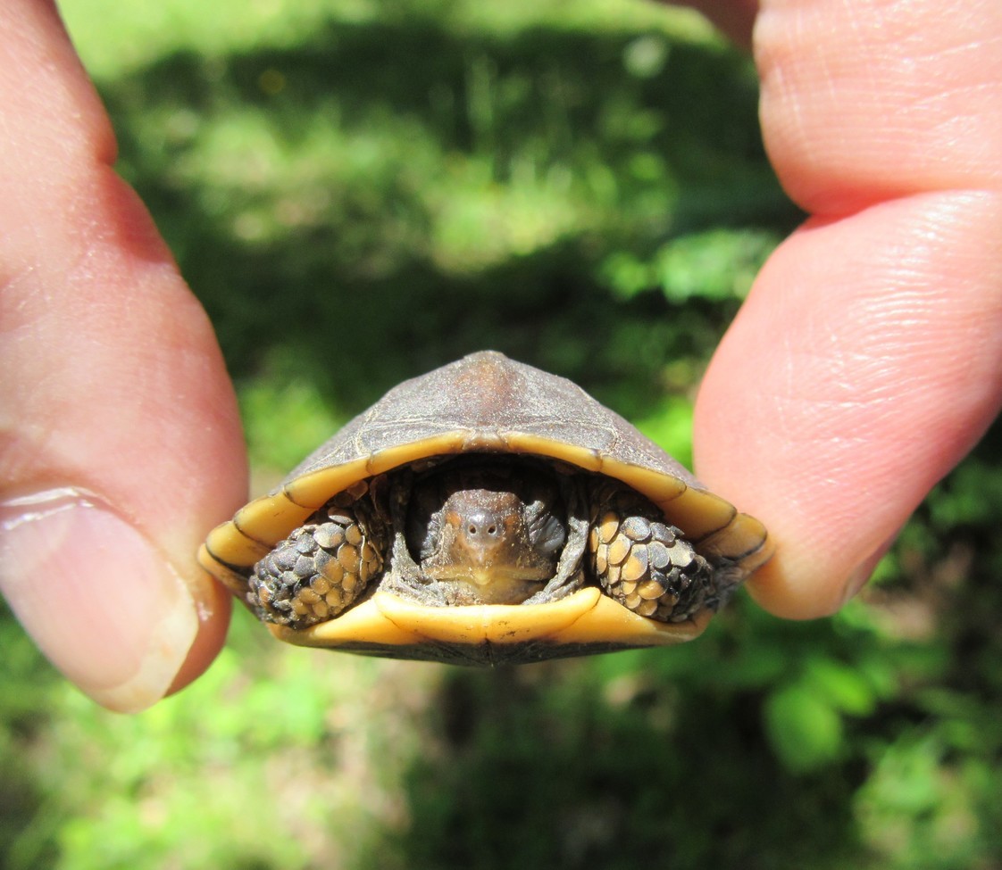 Northern Map Turtle, Fort Donelson National Battlefield, United States of America