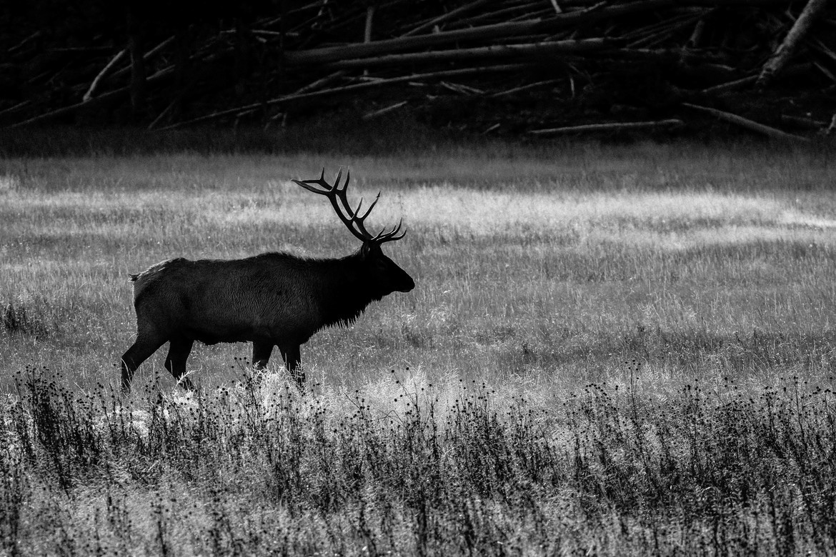 Elk, Yellowstone National Park, United States of America