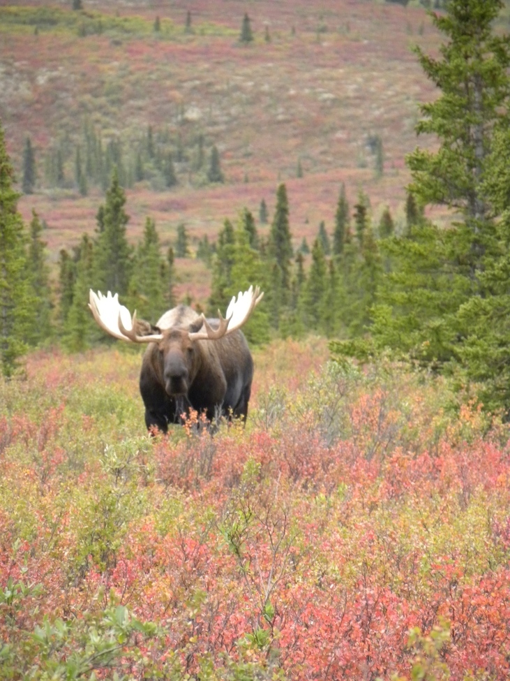 Moose, Denali, United States of America