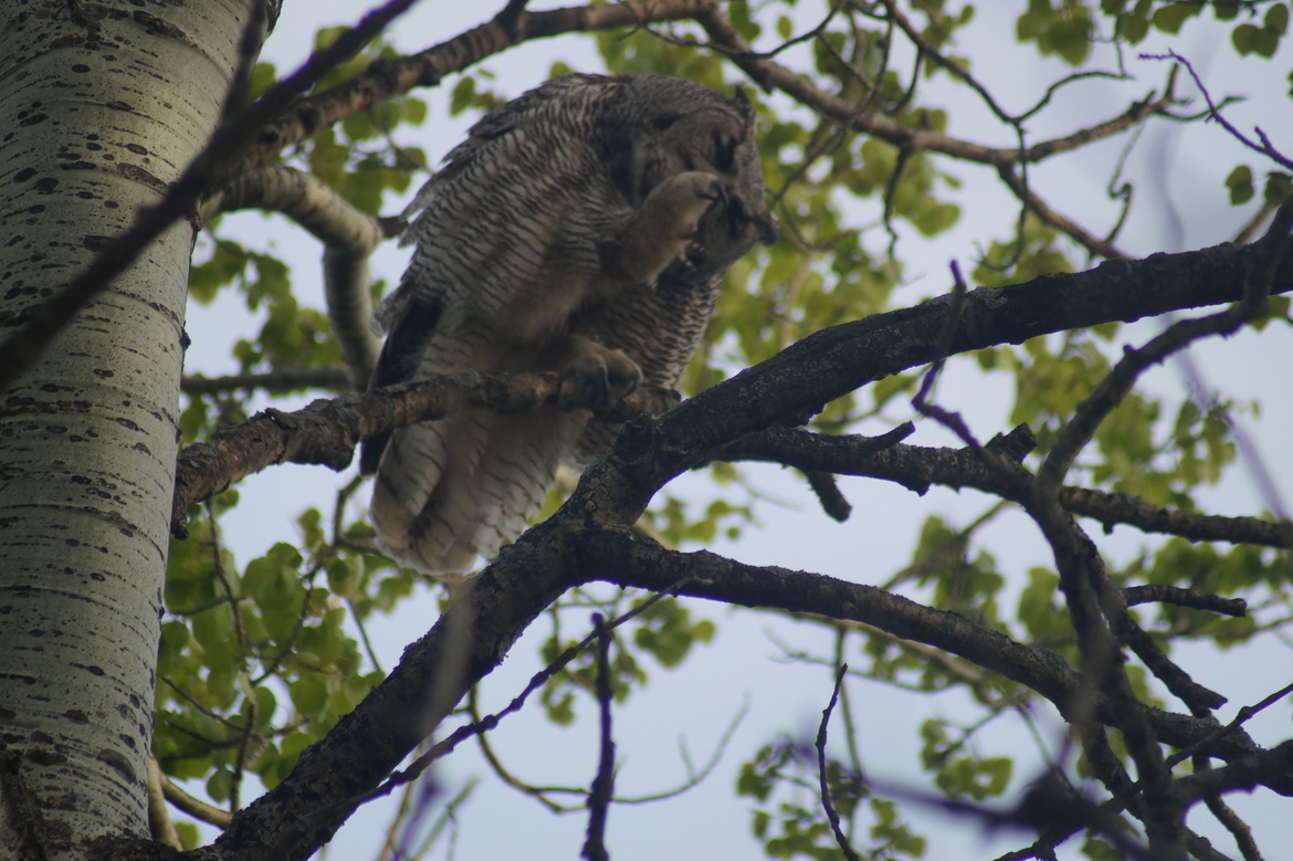 Great Horned Owl, Farmer's Field, Canada