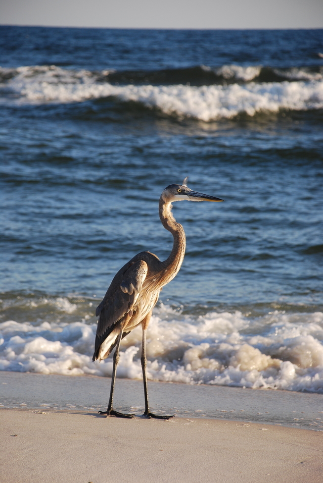 Heron, Near Pensacola Fl, United States of America