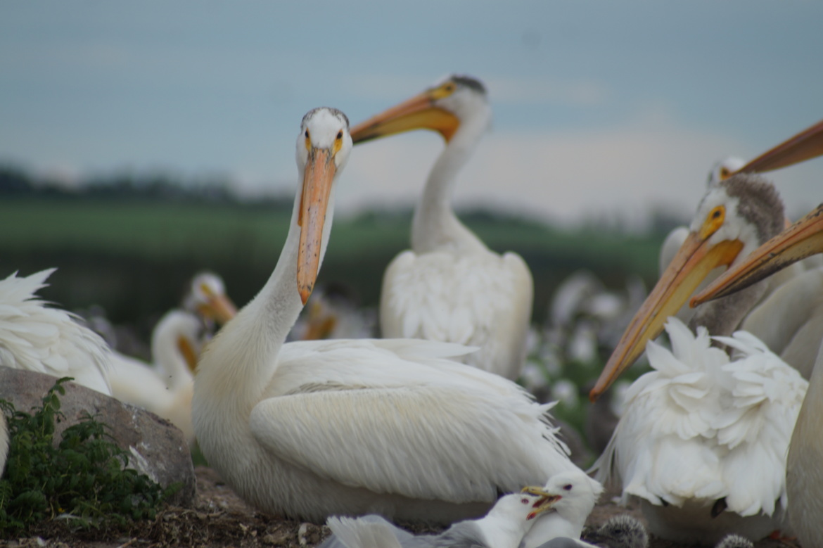 Pelican, Bird Island on Buffalo Lake, Canada