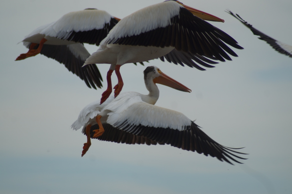 Pelican, Bird Island on Buffalo Lake, Canada