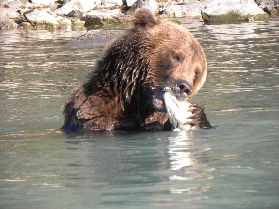 Bear, Southwest Alaska, United States of America