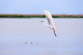 Grid dance of the egret