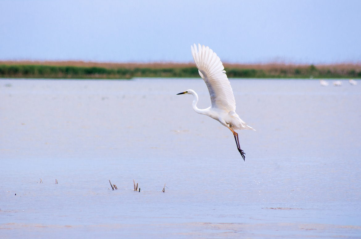 Great Egret (Ardea alba), Danube Delta, Romania
