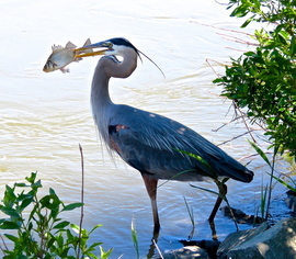 Grid heron fish