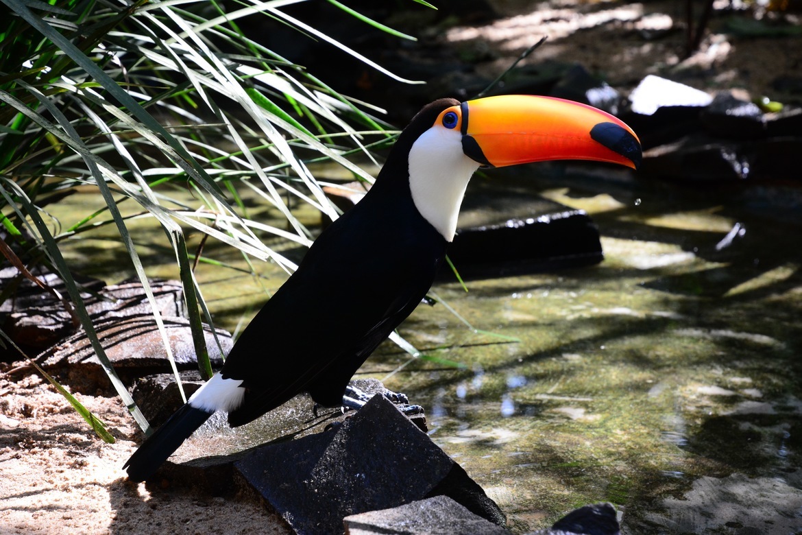 Bird, Toucan, Iguazu Falls, Brazil