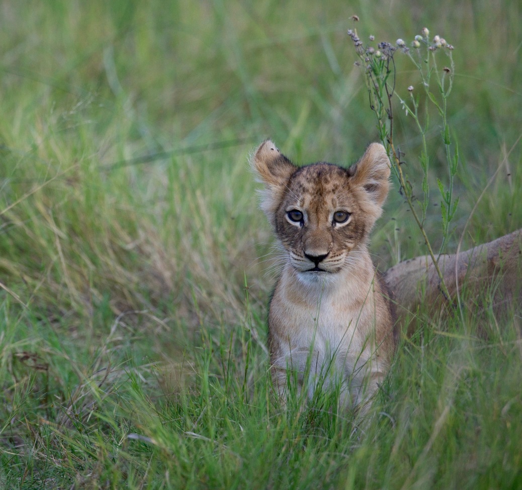 Lion, Okavango Delta, Botswana