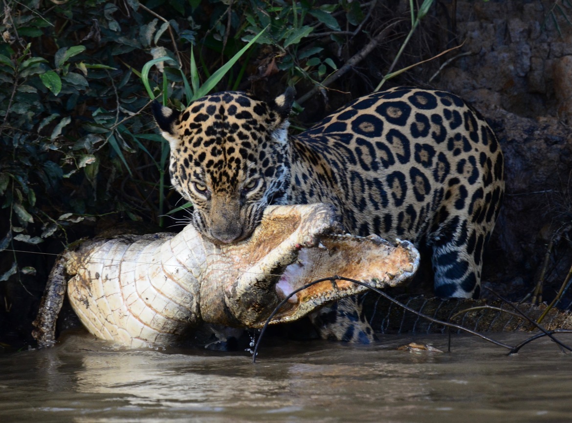 Jaguar, Porto Jofre, Pantanal, Brazil