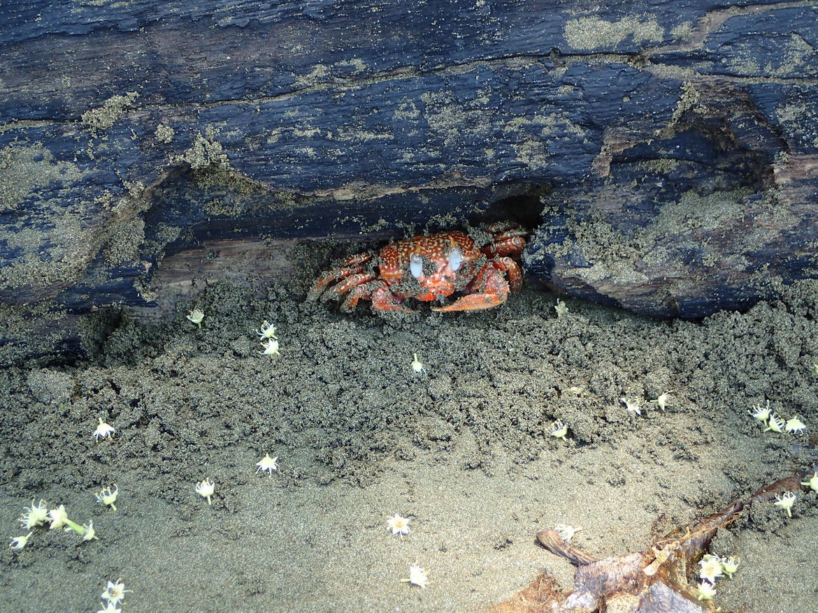 Ghost Crab, Ballena Marine Park, Costa Rica