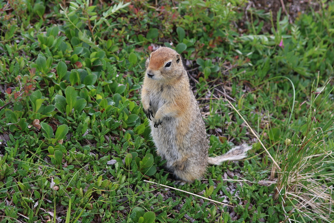 Arctic Ground Squirrel, Denali National Park, United States of America