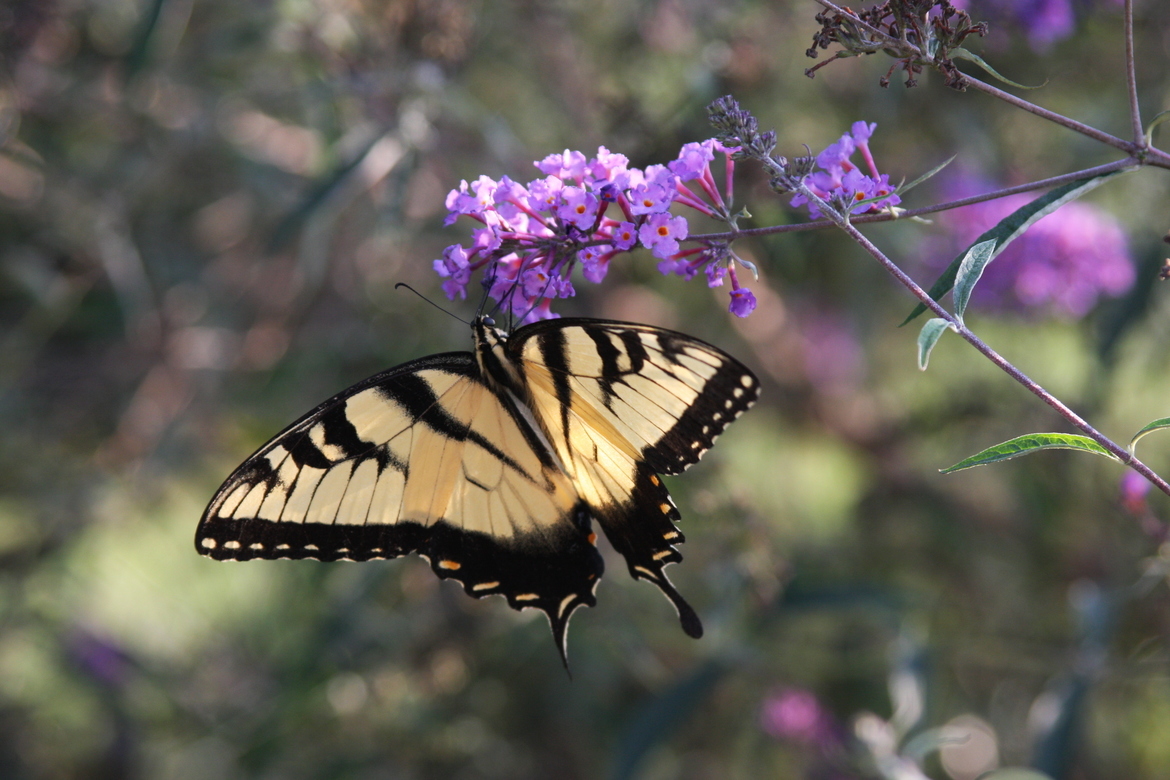 Western Tiger Swallowtail Butterfly, Bowling Green, KY, United States of America
