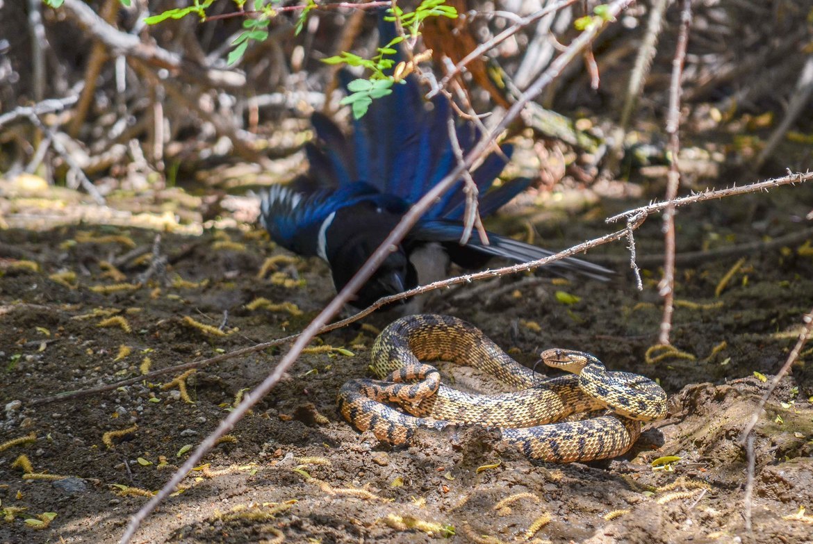 Black-billed magpie and Gopher snake (Pica hudsonia and Pituophis catenifer), Rancho San Rafael Regional Park, NV, United States of America