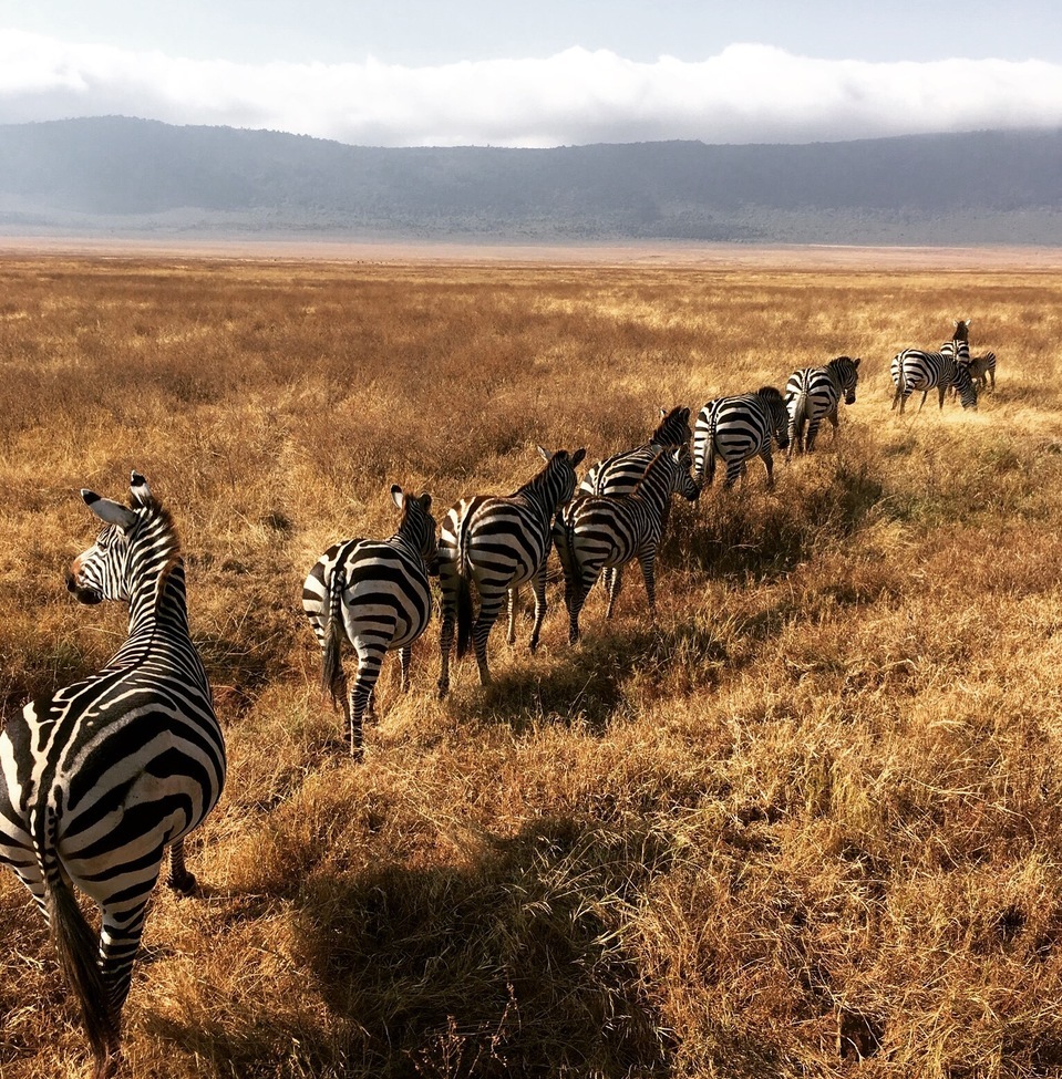 Zebra, Ngorongoro Crater, Tanzania, United Republic of