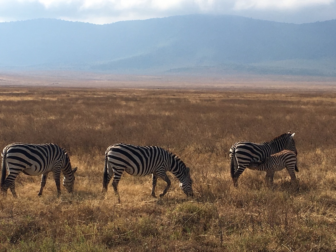 Zebra, Ngorongoro Crater, Tanzania, United Republic of