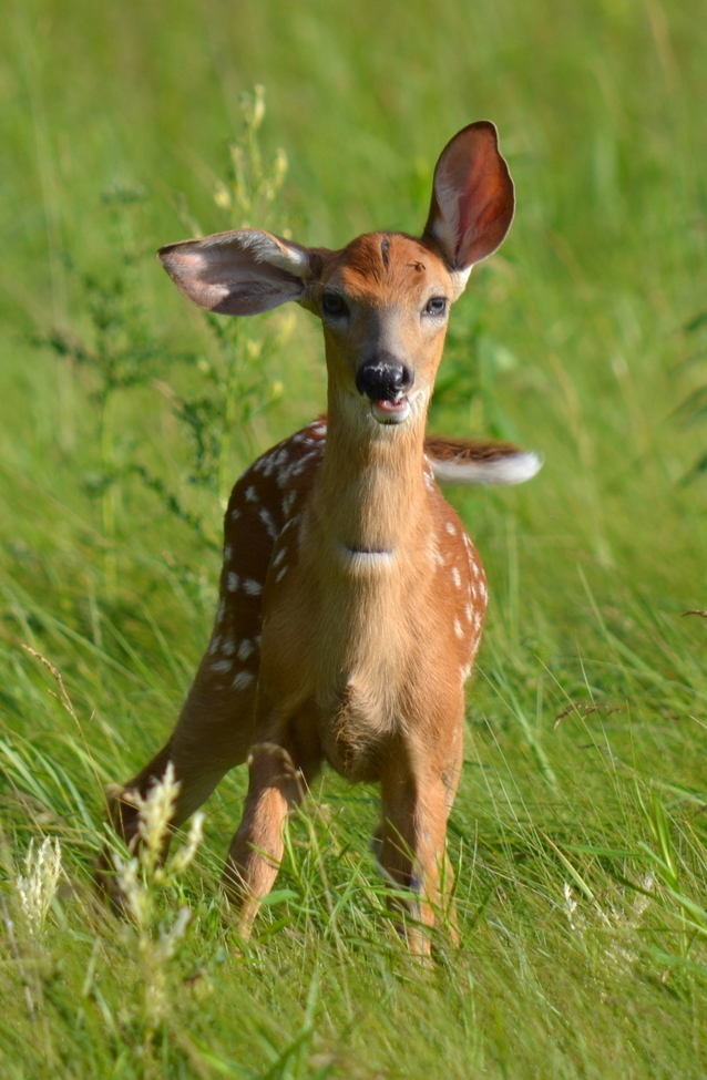 White-tailed deer (Odocoileus virginianus), Lemoine Point Conservation Area, Canada