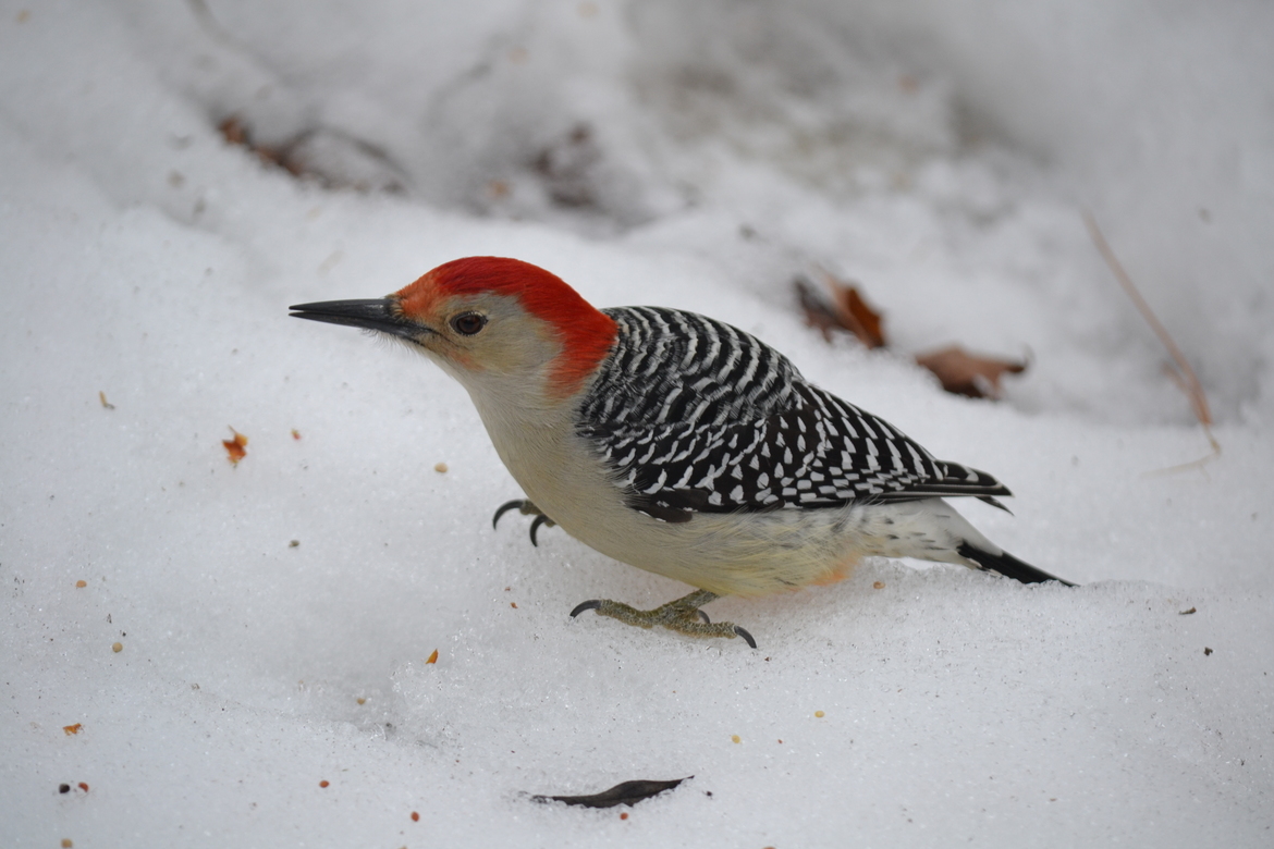 Red-bellied woodpecker (Melanerpes carolinus), Lemoine Point Conservation Area, Canada